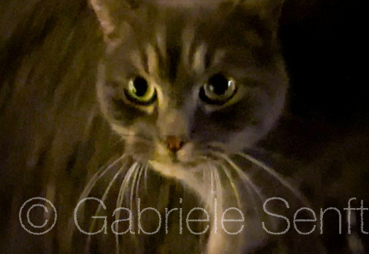 Katzenporträt