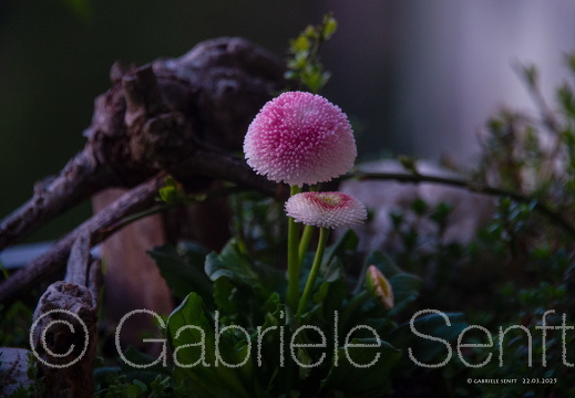 22.03.2025 Tausendschönchen im Mondlicht kurz vor Sonnenaufgang