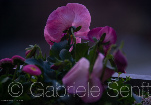 22.03.2025 Balkonblumen im Mondlicht kurz vor Sonnenaufgang