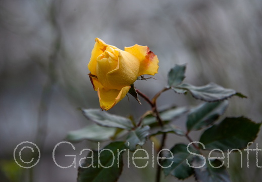 07.02.2025 Februarrose in Berlin Marzahn