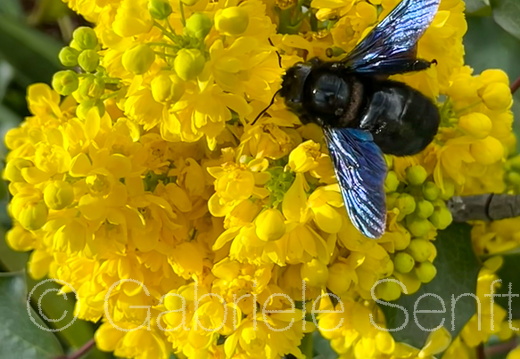 27.04. 2024  Holzbiene 