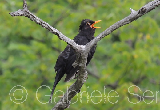 25.06.2025 Fototour Baumkronenpfad Beelitz Heilstätten 