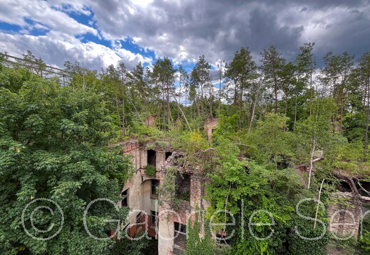25.06.2025 Beelitz Heilstätten   Dachwald auf dem "Alpenhaus", das Gebäude wurde in den Letzten Kriegstagen zerstört, seitdem wächst aus dem Dachgeschoss ein Wald.