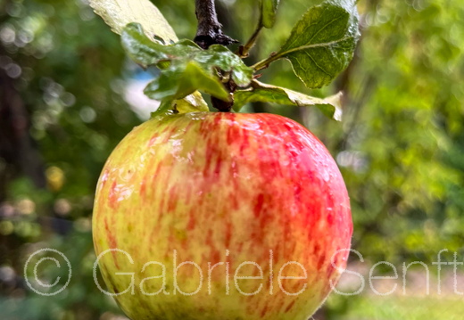 29.08.2025 – in Christels Garten