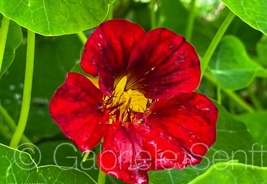 2025 08 04 Brunnenkresse