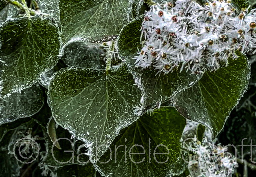 I2023 12 18 RaureifMG 4429