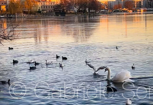 28.12.2025 Beobachtungen auf der Schloßinsel Berlin Köpenick